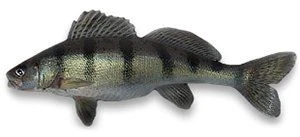 Рыбалка на берша