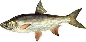 Рыбалка на жереха