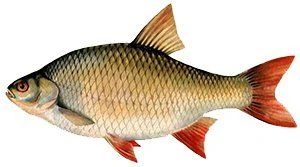 Блесны Williams и Хищные рыбы