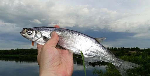 Блесна на чехонь