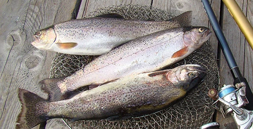 Блесна на форель