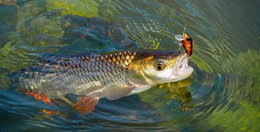 Блесна на голавля