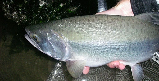 Блесна на горбушу