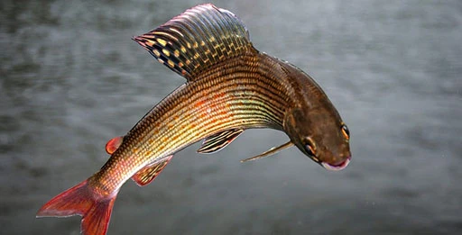 Блесна на хариуса