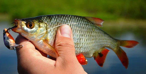 Блесна на красноперку