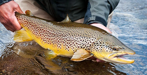 Блесна на кумжу