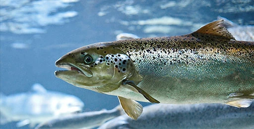 Блесна на лосося