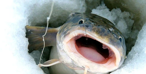 Блесна на налима