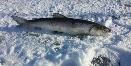 Блесна на нельму