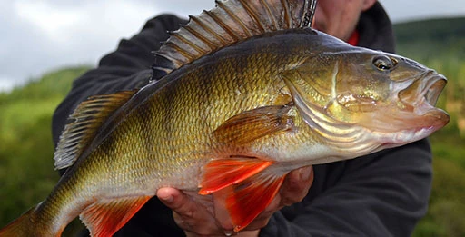 Блесна на окуня