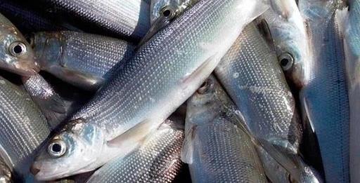 Блесна на омуля