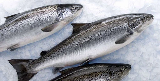 Блесна на семгу