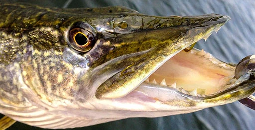 Блесна на щуку