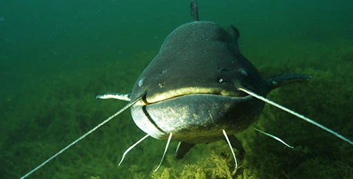 Блесна на сома