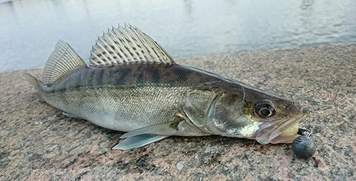 Блесна на судака