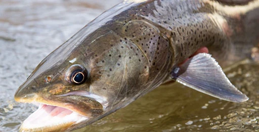 Блесна на тайменя