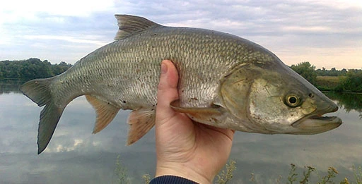 Блесна на жереха