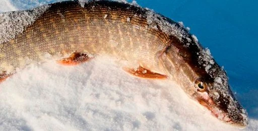 Рыбалка в отвес