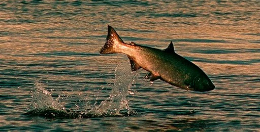 Рыбалка взаброс