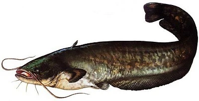 Рыбалка на сома