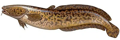 Рыбалка на налима