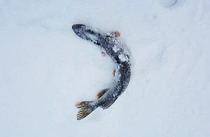 Щучий выход на блесны Williams Wabler