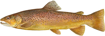 Рыбалка на кумжу